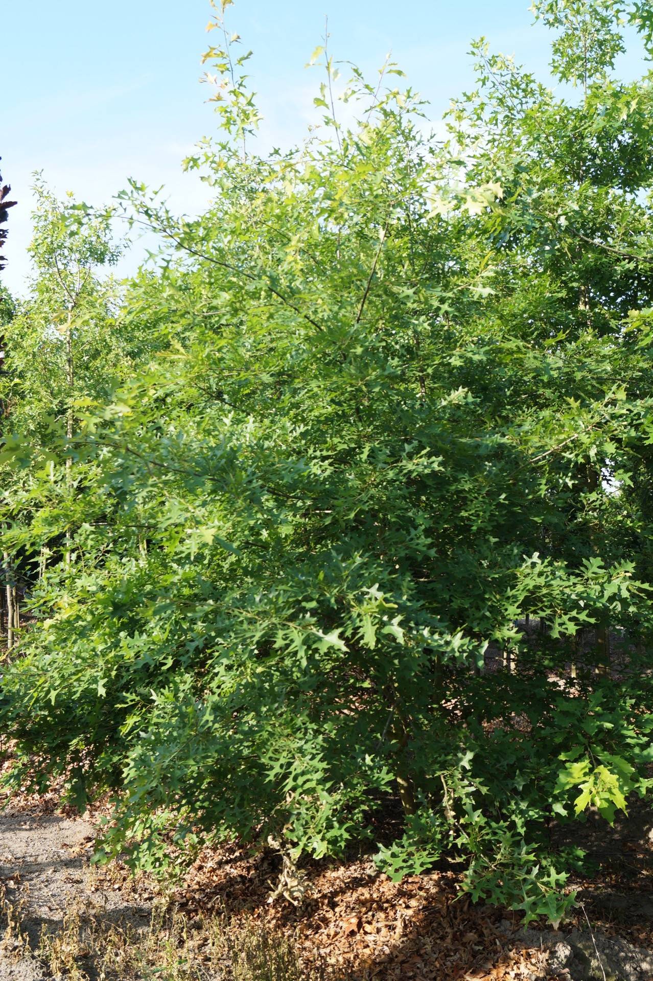 Quercus coccinea Splendens_02